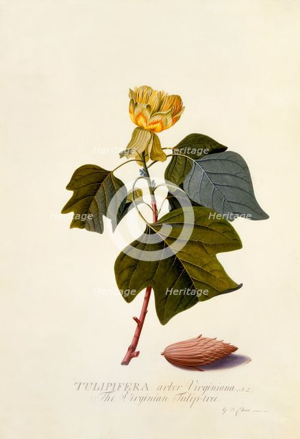 The Virginian Tulip Tree, c. 1743 (hand coloured engraving). Creator: "Georg Dionysius Ehret (1710 - 70); Ehret, Georg Dionysius (1710-1770)".