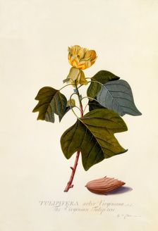 The Virginian Tulip Tree, c. 1743 (hand coloured engraving). Creator: "Georg Dionysius Ehret (1710 - 70); Ehret, Georg Dionysius (1710-1770)"