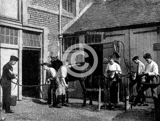 The Volunteer Manoeuvres at Brighton: Transport stable work at 5.30 a.m., 1895. Creator: Symmons & Thiele.