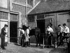 The Volunteer Manoeuvres at Brighton: Transport stable work at 5.30 a.m., 1895. Creator: Symmons & Thiele