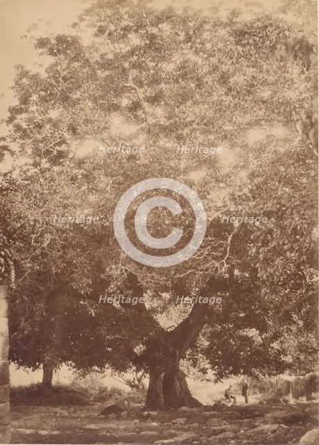 The Walnut Tree of Emperor Charles V, Yuste, 1858. Creator: Charles Clifford.
