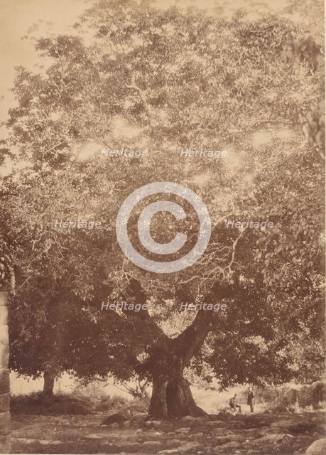 The Walnut Tree of Emperor Charles V, Yuste, 1858. Creator: Charles Clifford.