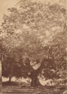 The Walnut Tree of Emperor Charles V, Yuste, 1858. Creator: Charles Clifford