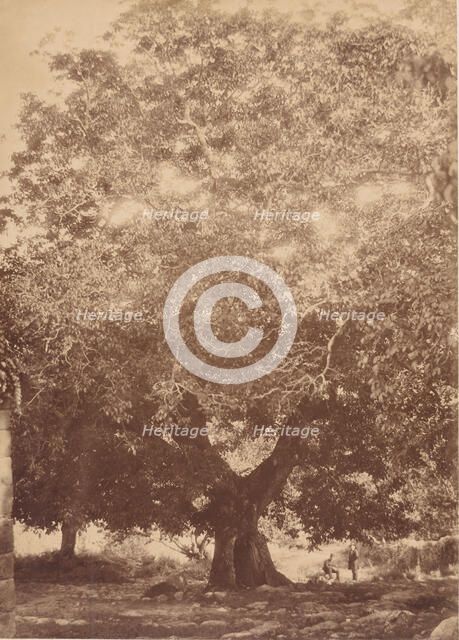 The Walnut Tree of Emperor Charles V, Yuste, 1858. Creator: Charles Clifford.