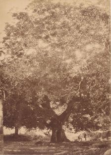 The Walnut Tree of Emperor Charles V, Yuste, 1858. Creator: Charles Clifford