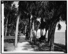 The walk at Rockledge, Indian River, between 1880 and 1897. Creator: William H. Jackson