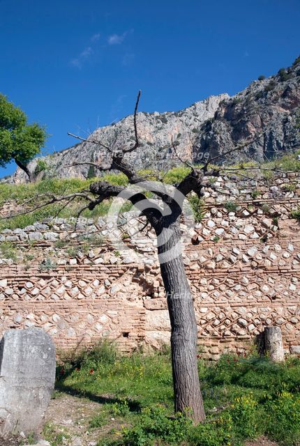 The walls of Delphi, Greece. Creator: Samuel Magal.