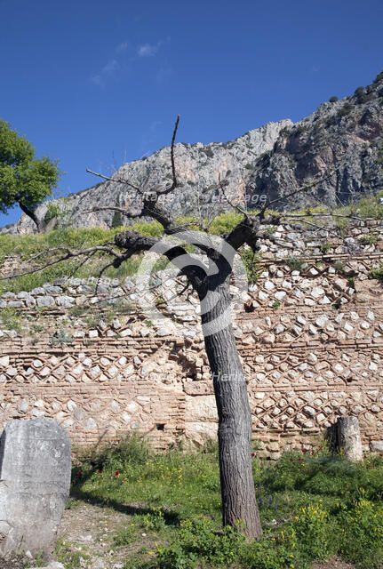 The walls of Delphi, Greece. Artist: Samuel Magal