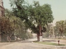 The Washington Elm, Cambridge, c1899. Creator: Unknown