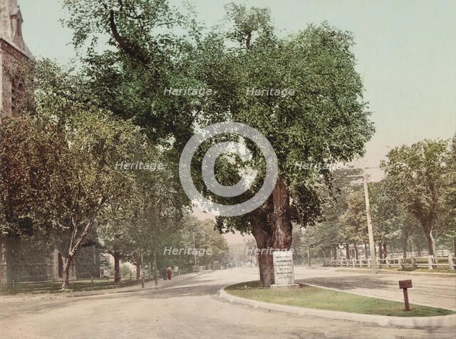 The Washington Elm, Cambridge, c1899. Creator: Unknown.