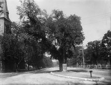 The Washington elm, Cambridge, Mass., between 1890 and 1920. Creator: Unknown