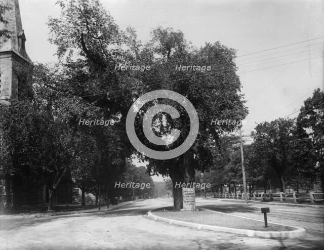 The Washington elm, Cambridge, Mass., between 1890 and 1920. Creator: Unknown.