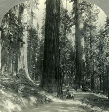 The Wawona Tunnel, Tree and Surrounding Forest, Mariposa Grove, Yosemite Nat. Park, Calif. c1930s Creator: Unknown