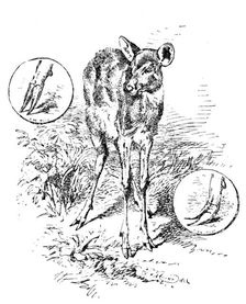 The "Water Antelope" of the Lake Ngami and Upper Zambesi regions, 1890. Creator: Unknown