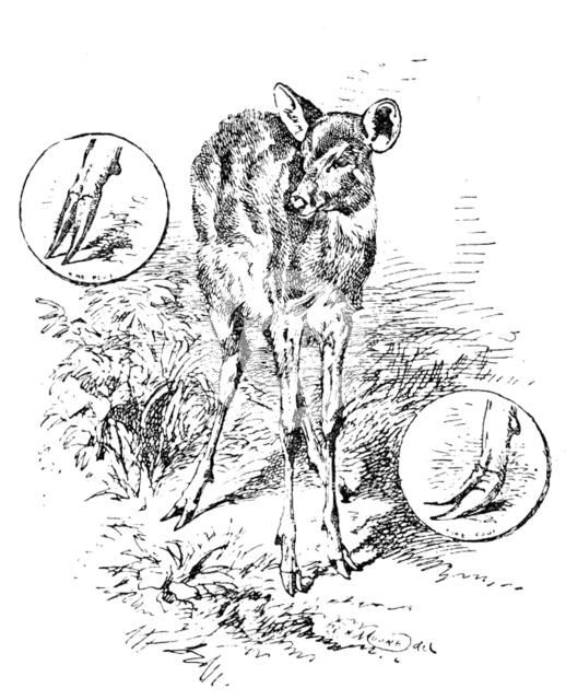The "Water Antelope" of the Lake Ngami and Upper Zambesi regions, 1890. Creator: Unknown.