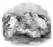 The "Welcome" Nugget, 1858. Creator: Unknown