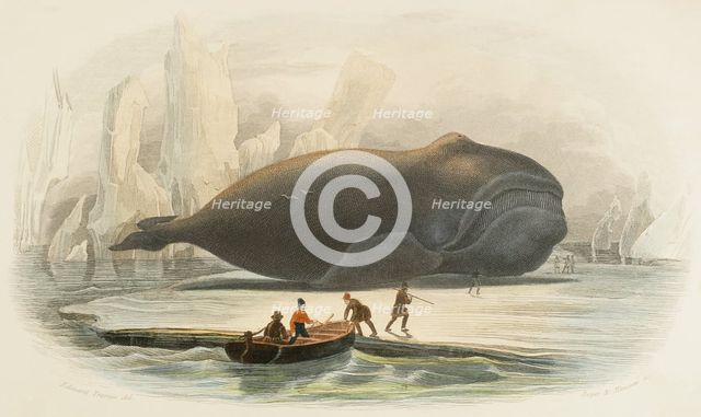 The whale, 1856. Creators: Edouard Travies, Beyer and Manceau.