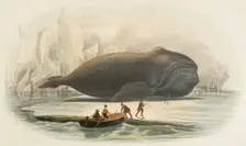 The whale, 1856. Creators: Edouard Travies, Beyer and Manceau