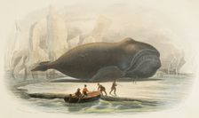 The whale, 1856. Creators: Edouard Travies, Beyer and Manceau