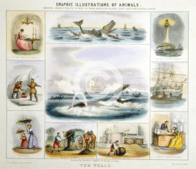 The Whale, c1850. Artist: Benjamin Waterhouse Hawkins