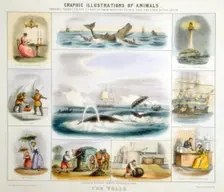 The Whale, c1850. Creator: Benjamin Waterhouse Hawkins