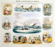 The Whale, c1850. Creator: Benjamin Waterhouse Hawkins