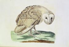 The White Owl, 1766. Creators: Peter Mazell, P Paillou