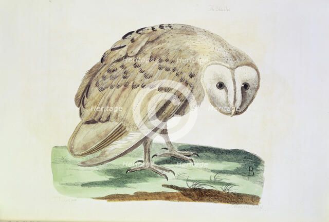 The White Owl, 1766. Creators: Peter Mazell, P Paillou.