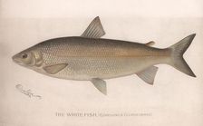 The White Fish (Coregonus Clupeiformis), c.1920s