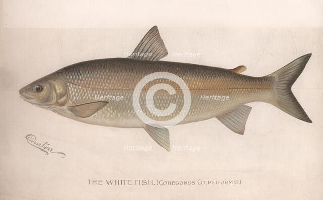 The White Fish (Coregonus Clupeiformis), c.1920s Artist: Unknown
