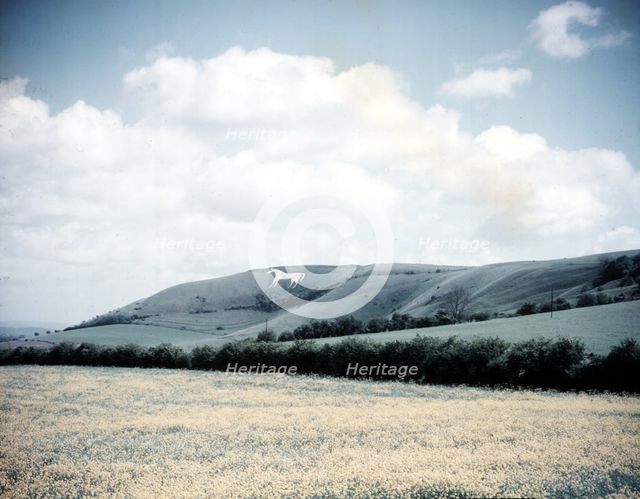 The White Horse at Westbury, Wiltshire, c1955. Creator: Arthur Charles Kirby Ware.