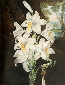 The White Lily c1800, (1948). Creator: Joseph Constantine Stadler