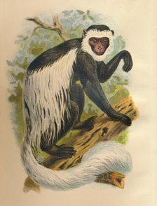 The White-Tailed Guereza 1897. Artist: Henry Ogg Forbes