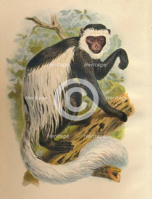 'The White-Tailed Guereza', 1897. Artist: Henry Ogg Forbes.