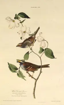 The white-throated sparrow. From "The Birds of America", 1827-1838. Creator: Audubon, John James (1785-1851)