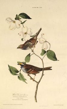 The white-throated sparrow. From "The Birds of America", 1827-1838. Creator: Audubon, John James (1785-1851)
