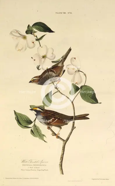 The white-throated sparrow. From "The Birds of America", 1827-1838. Creator: Audubon, John James (1785-1851).