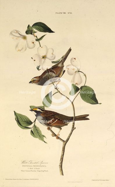 The white-throated sparrow. From "The Birds of America", 1827-1838. Creator: Audubon, John James (1785-1851).