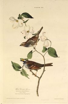 The white-throated sparrow. From "The Birds of America", 1827-1838. Creator: Audubon, John James (1785-1851)