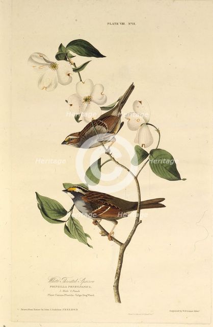 The white-throated sparrow. From "The Birds of America", 1827-1838. Creator: Audubon, John James (1785-1851).