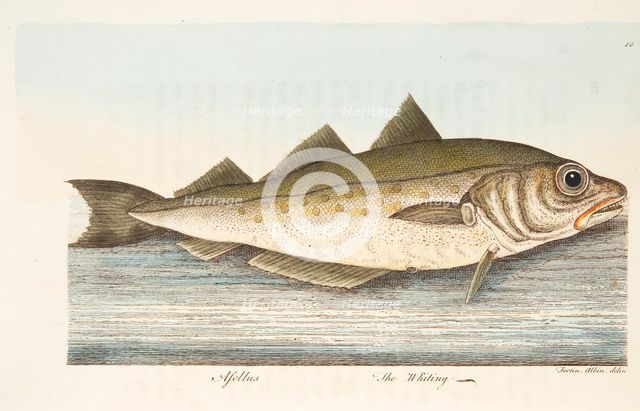 The Whiting, from A Treatise on Fish and Fish-ponds, pub. 1832 (hand coloured engraving)