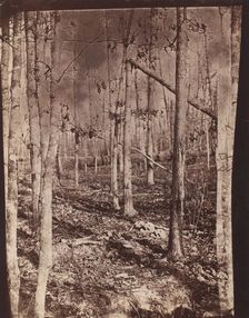 The Wilderness Battlefield, 1864. Creator: Unknown