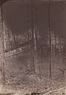 The Wilderness Battlefield, 1864. Creator: Unknown