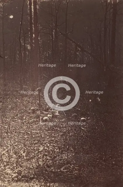 The Wilderness Battlefield, near Spotsylvania, Virginia, 1865 (?). Creator: Unknown.