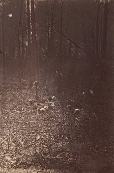 The Wilderness Battlefield, near Spotsylvania, Virginia, 1865 (?). Creator: Unknown