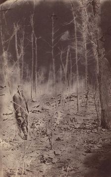 The Wilderness Battlefield, near Spotsylvania, Virginia, 1865 (?). Creator: Unknown