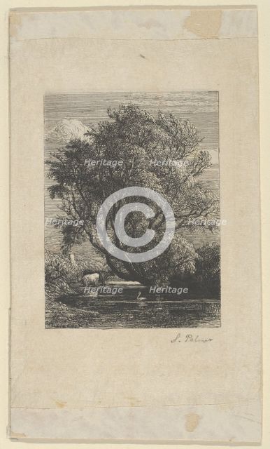 The Willow, 1850. Creator: Samuel Palmer.