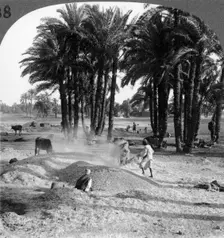 The winnowing of the grain after threshing, Egypt 1905.Artist: Underwood & Underwood