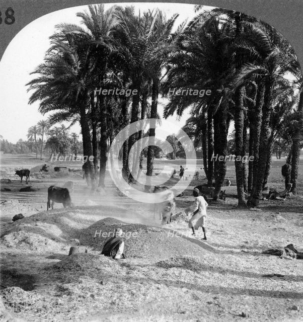 'The winnowing of the grain after threshing, Egypt', 1905.Artist: Underwood & Underwood