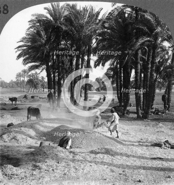 'The winnowing of the grain after threshing, Egypt', 1905.Artist: Underwood & Underwood